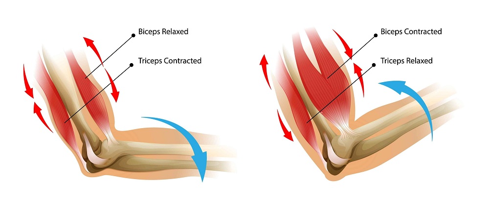 How to Build Strong Triceps Muscle