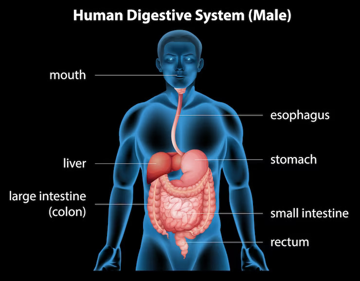 Improve Your Digestion And Gain Weight Fast