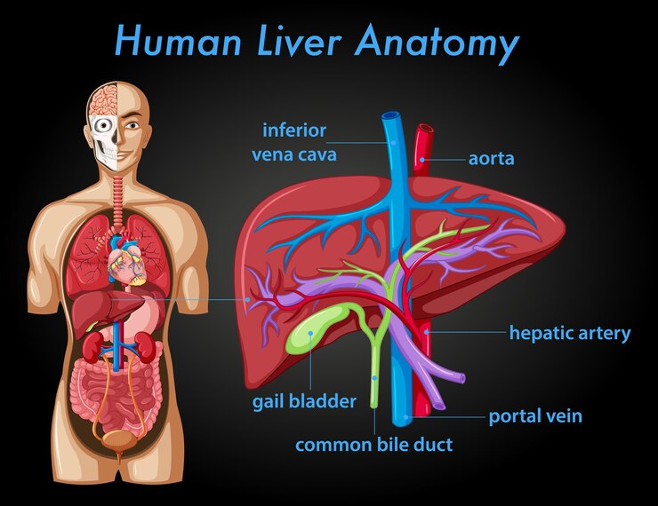 best way to detox your liver naturally, foods that cleanse liver naturally