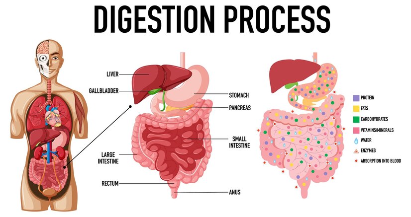How Can I Improve My Digestion Fast|Super Steps to Boost Digestive Health